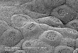 6 - Immagine al SEM dei concettacoli multiporati